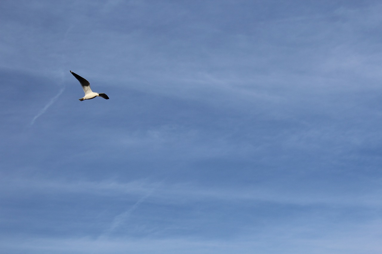 seagull blue sky free photo