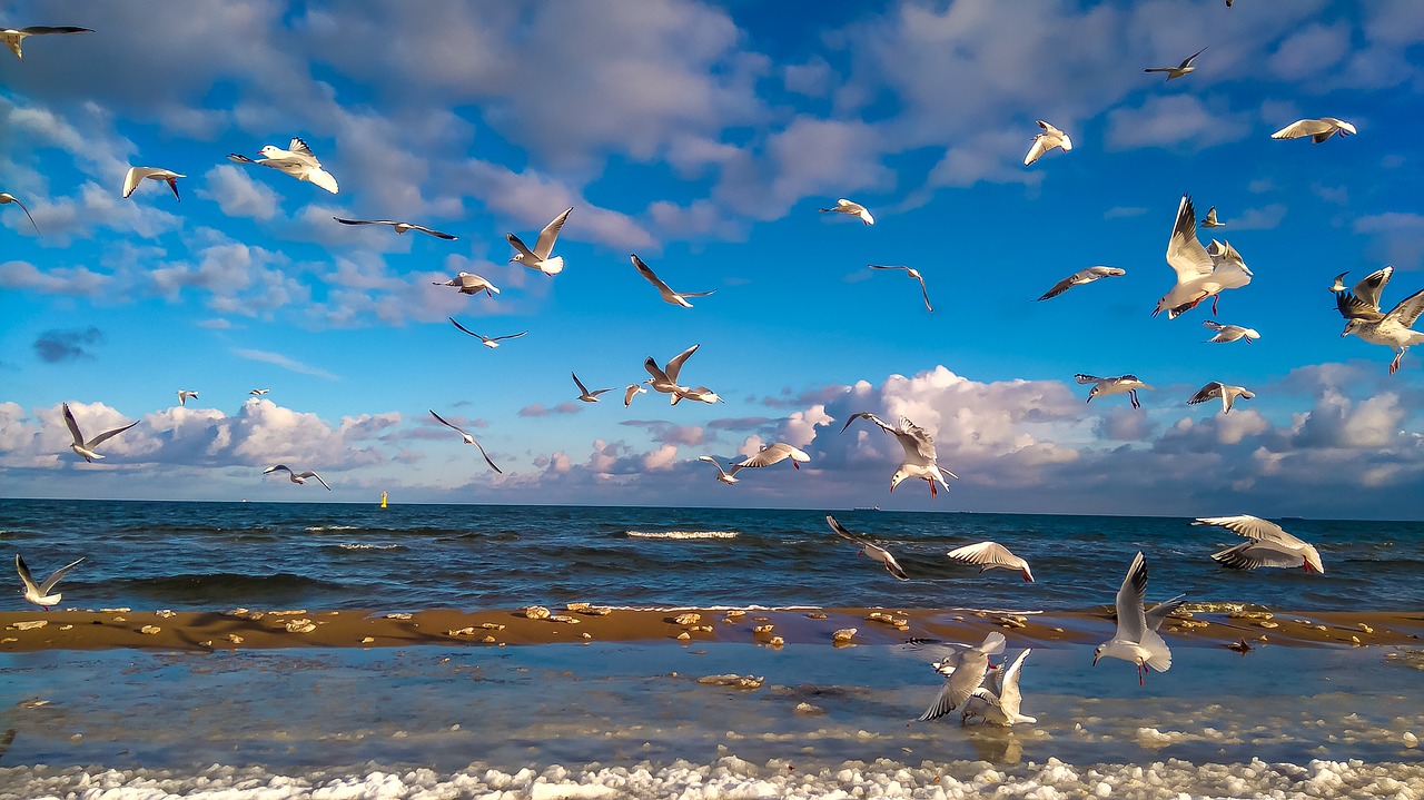 seagull sea summer free photo