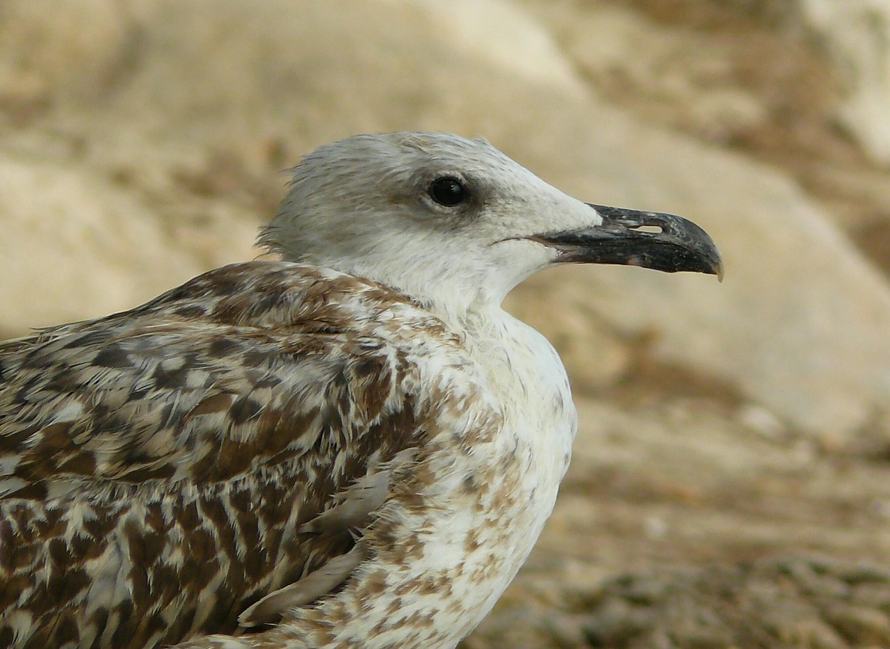 seagull gulls holiday free photo