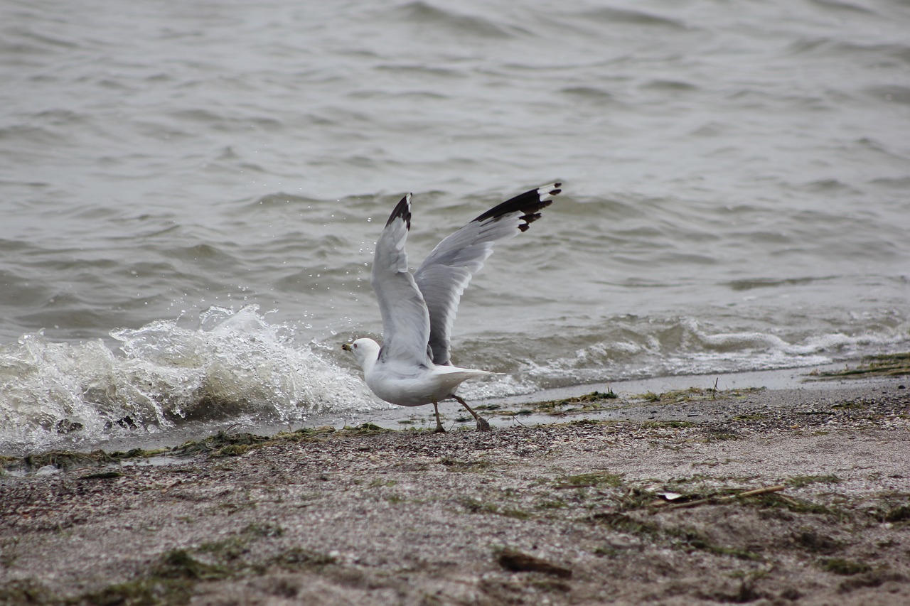 seagull lake erie free photo