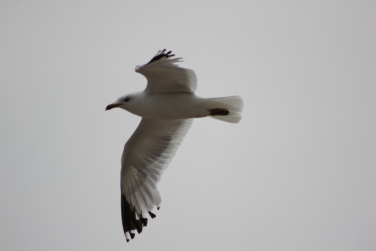 seagull flight bird free photo