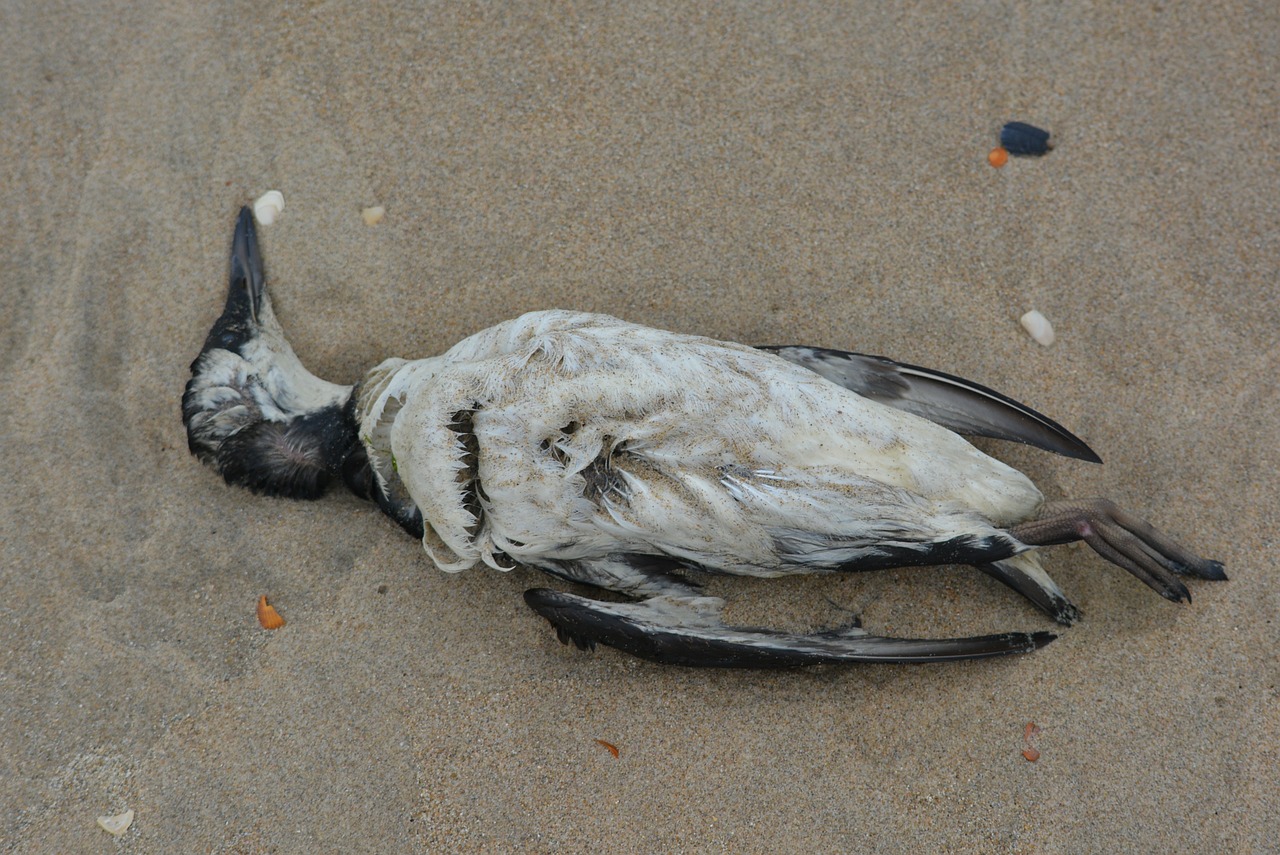 seagull dead bird bird free photo