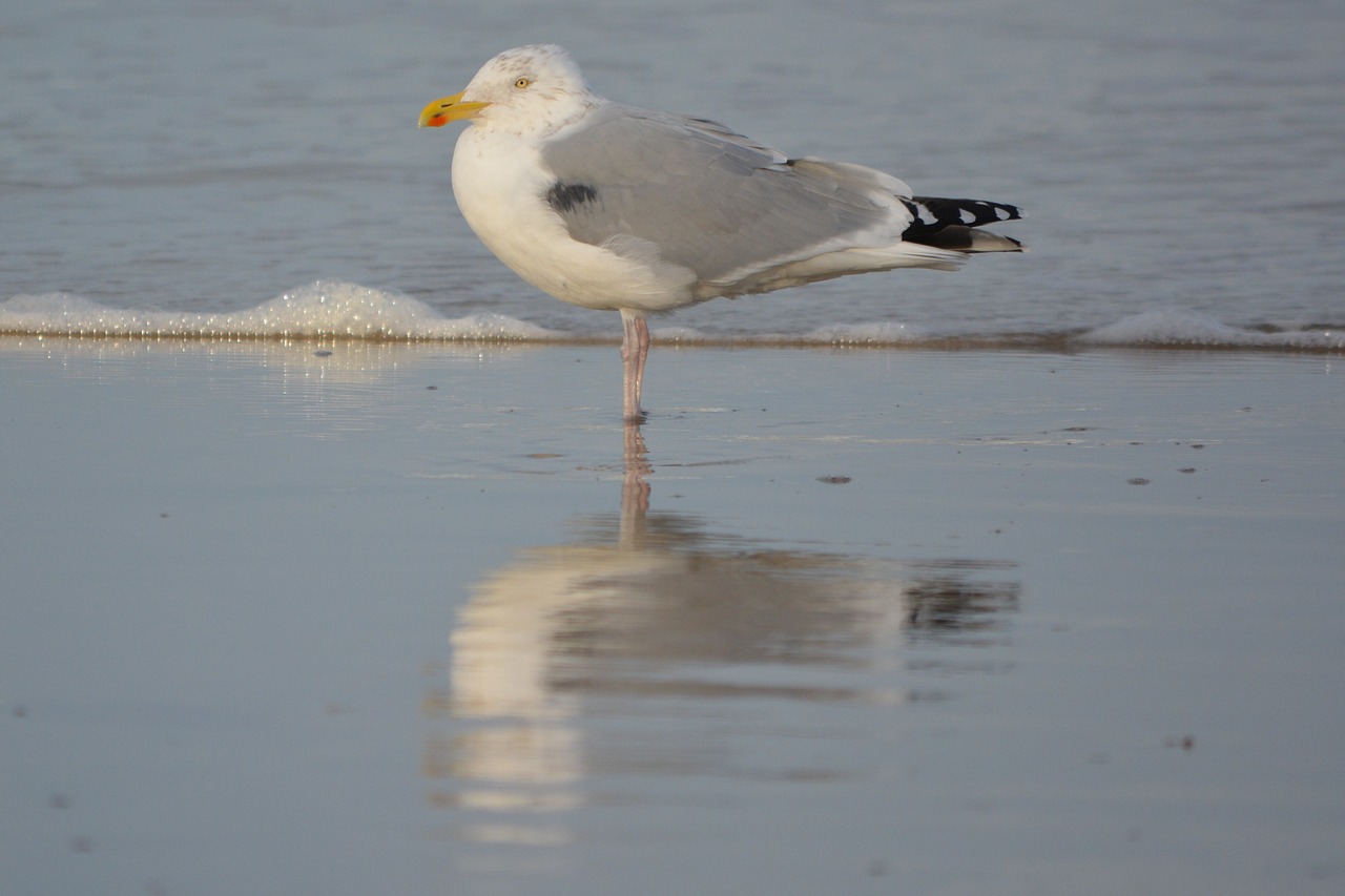 seagull sea bird free photo