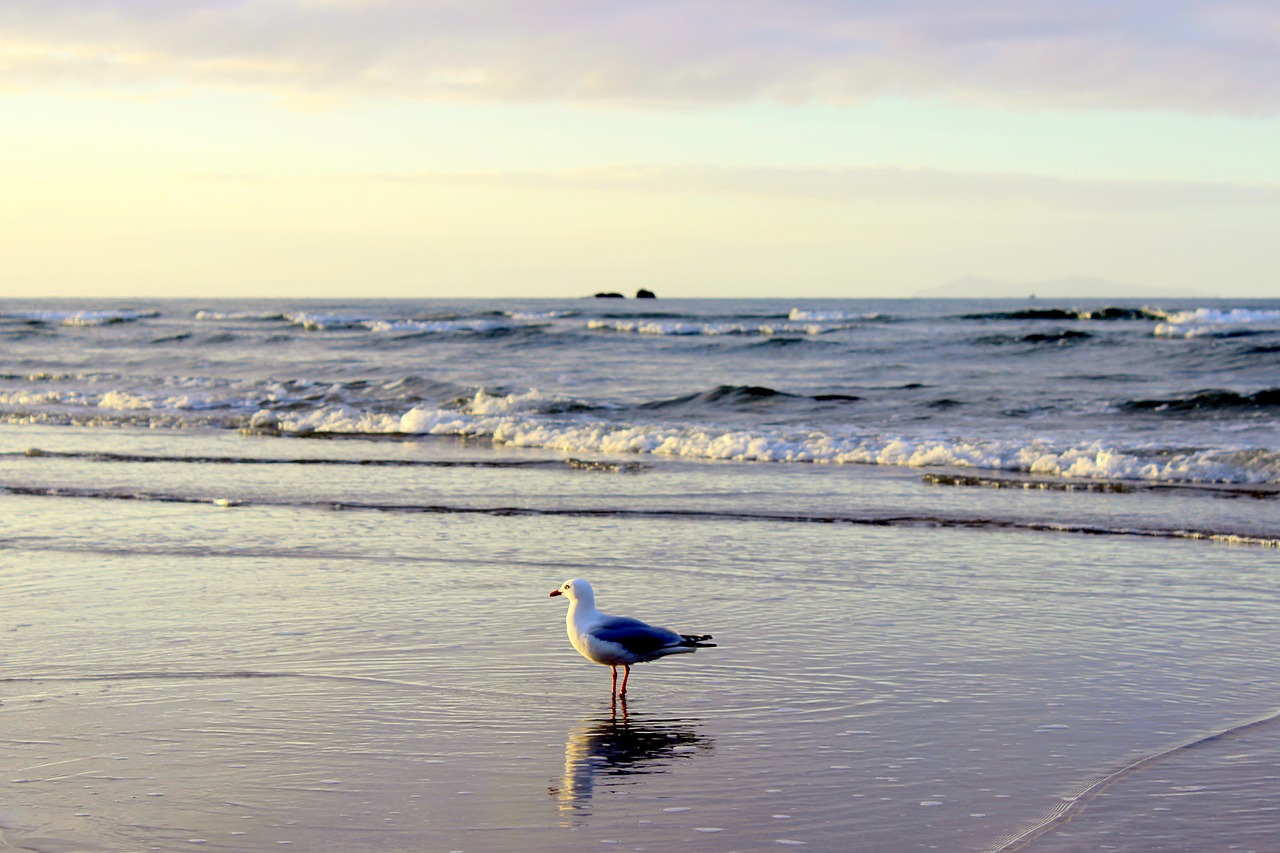 seagull sea wave free photo