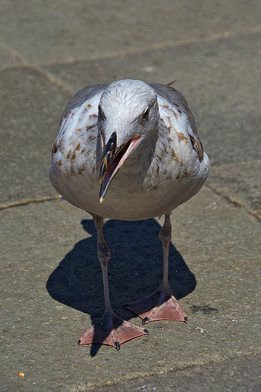 seagull bird water bird hunting free photo