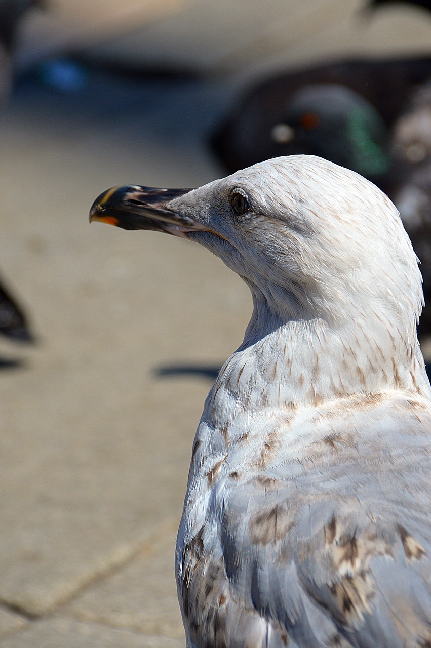 seagull bird water bird hunting free photo