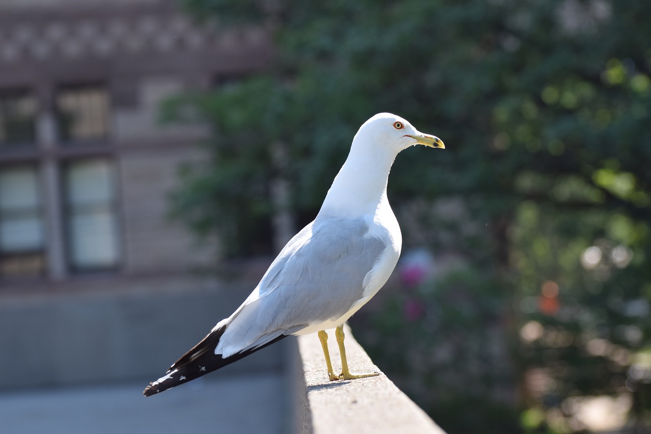 seagull neck bird free photo