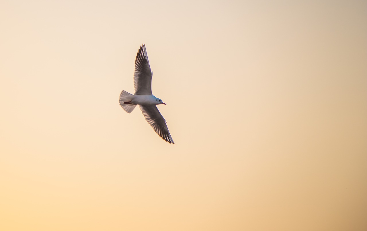 seagull twilight sunset free photo