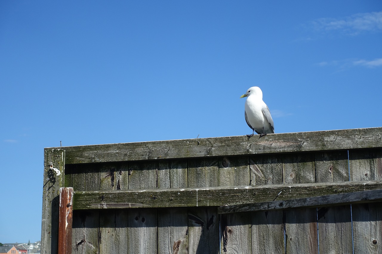 seagull coast harbor free photo