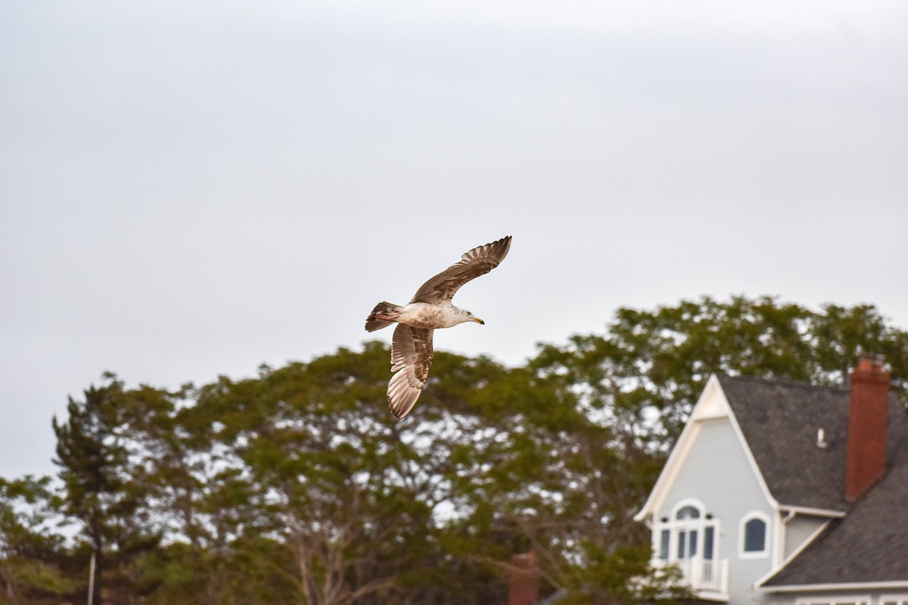 seagull house sand free photo