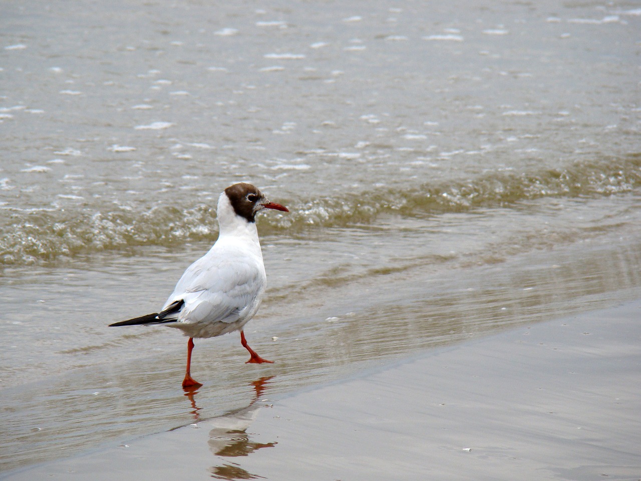 seagull beach seagull on the beach free photo