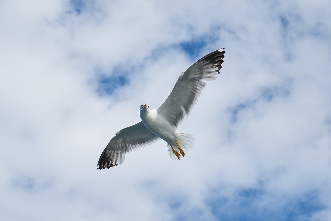 seagull bird birds free photo