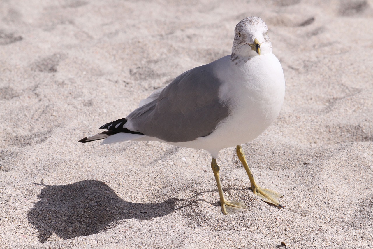 seagull beach close up free photo