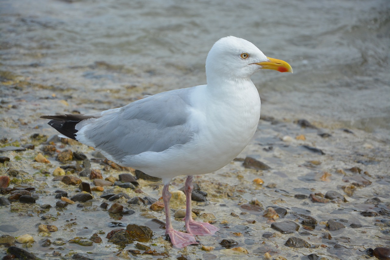 seagull gull birds of the seas free photo