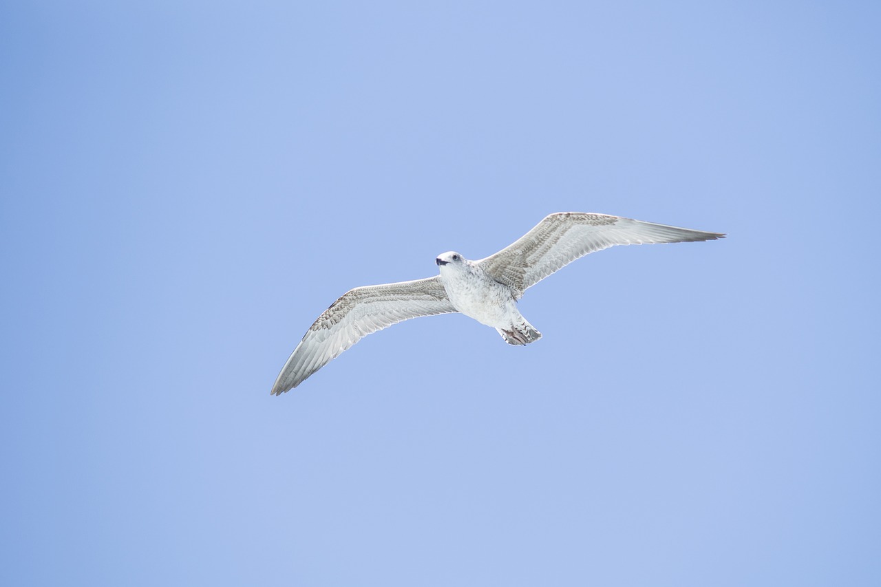 seagull bird white free photo