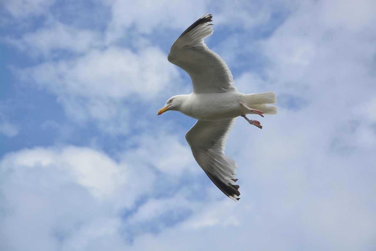 seagull stolen flight birds free photo