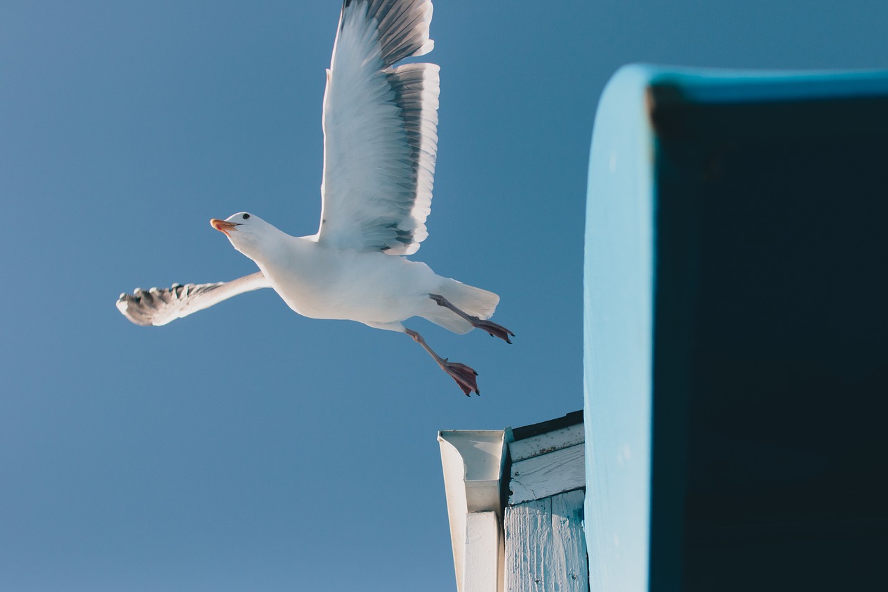 seagull bird animal free photo