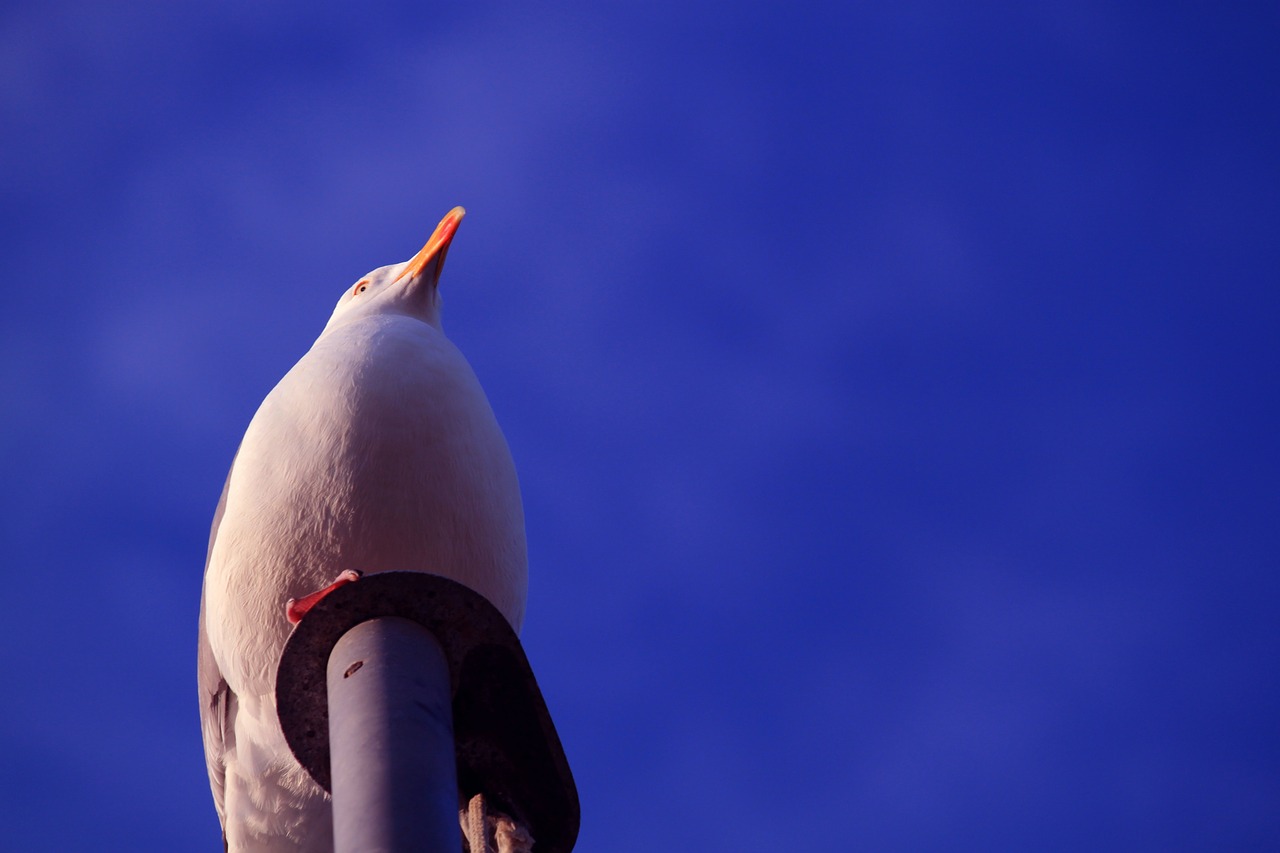 seagull gulls sky free photo