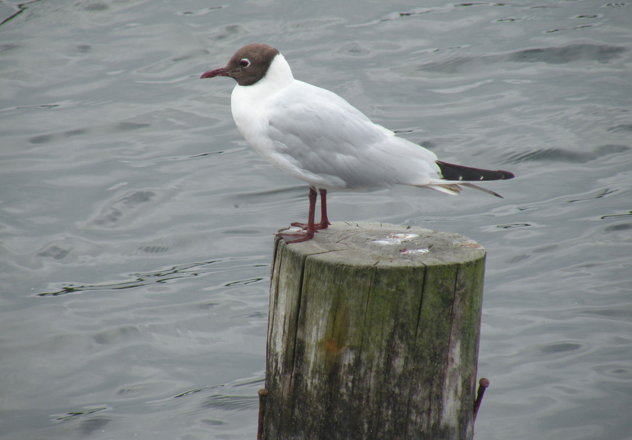 gull sea post free photo