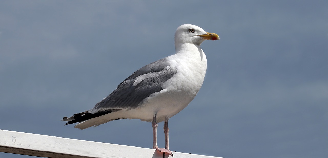 seagull water bird bird free photo