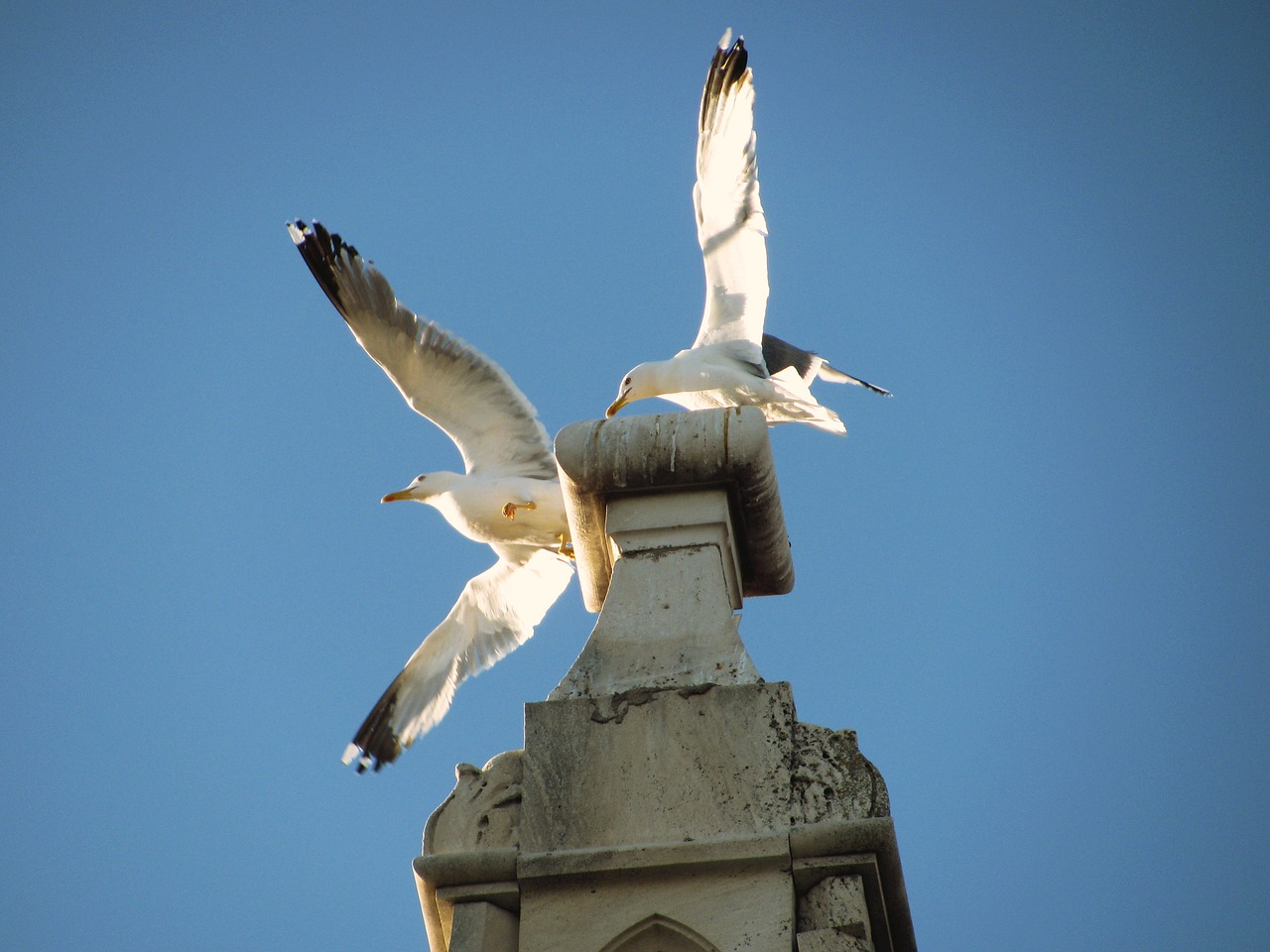 seagull trogir croatia free photo