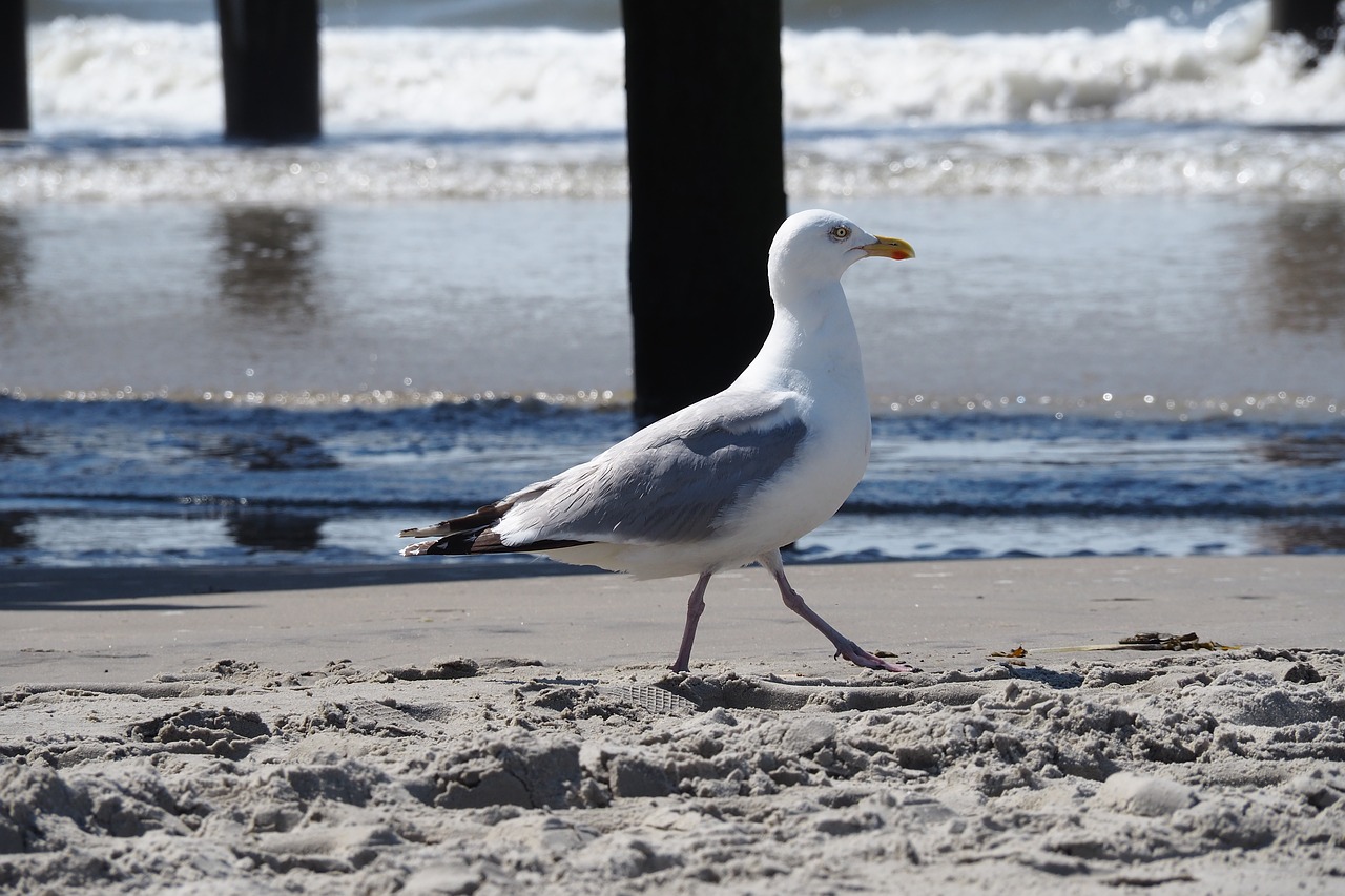 seagull sea beach free photo
