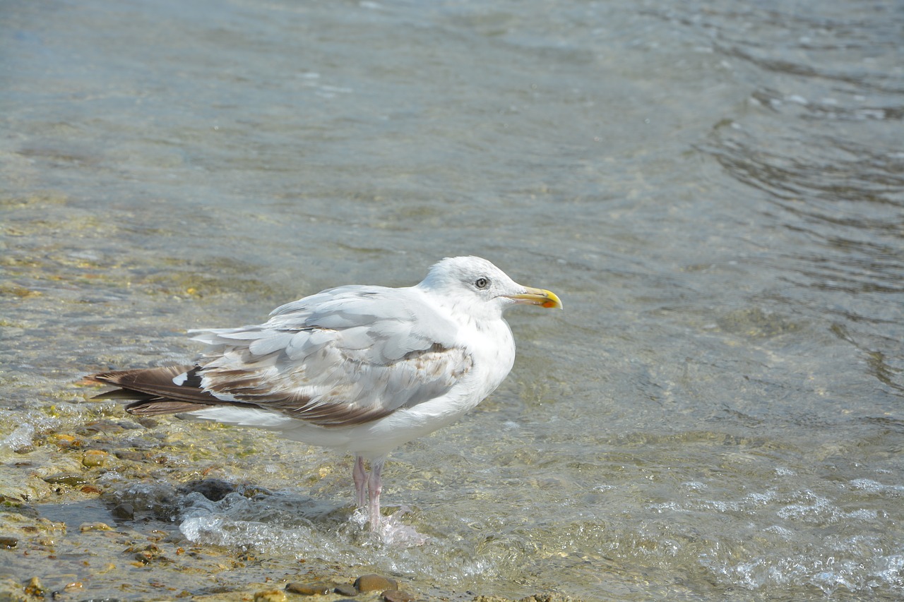 seagull sea silver gull free photo