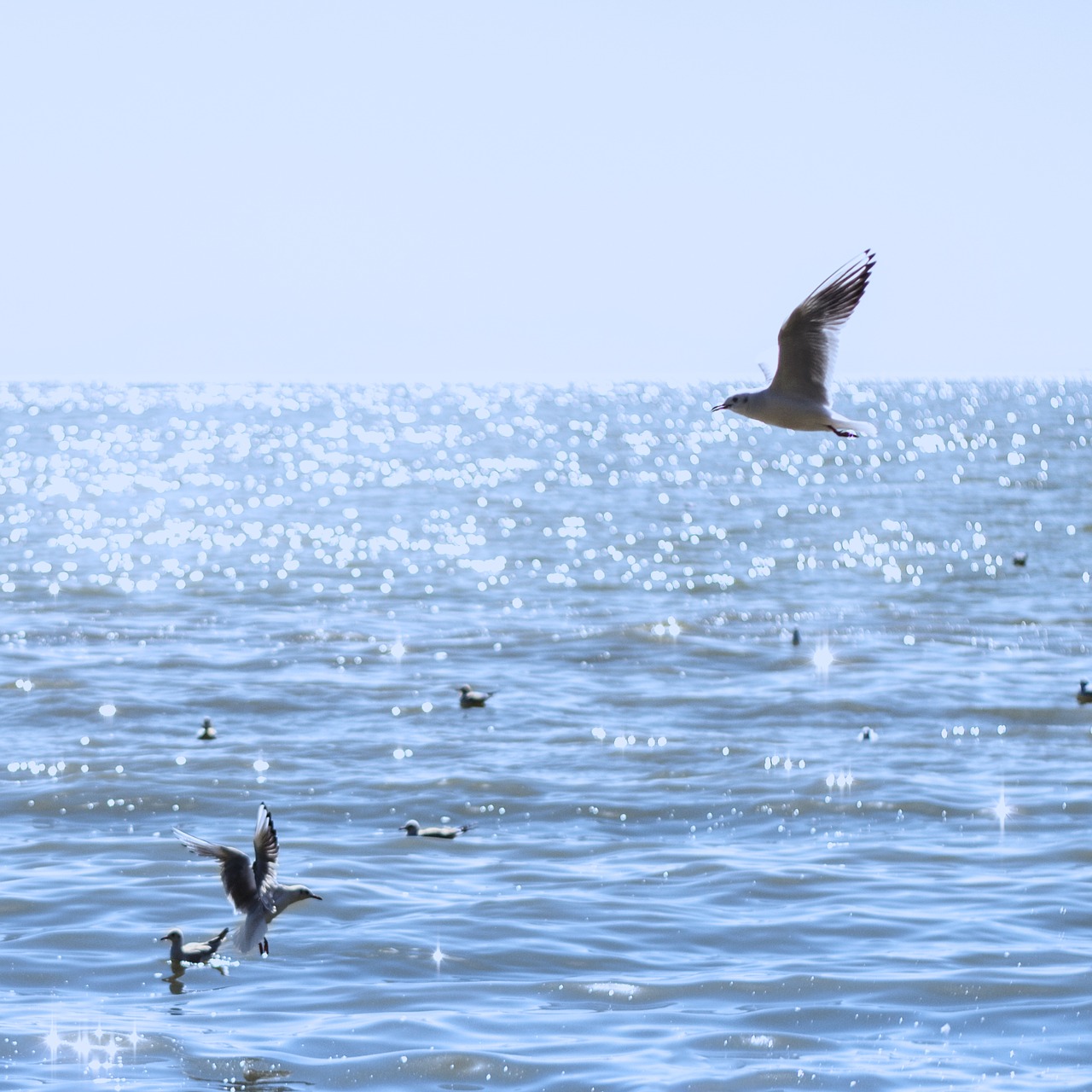 seagull natural birds free photo