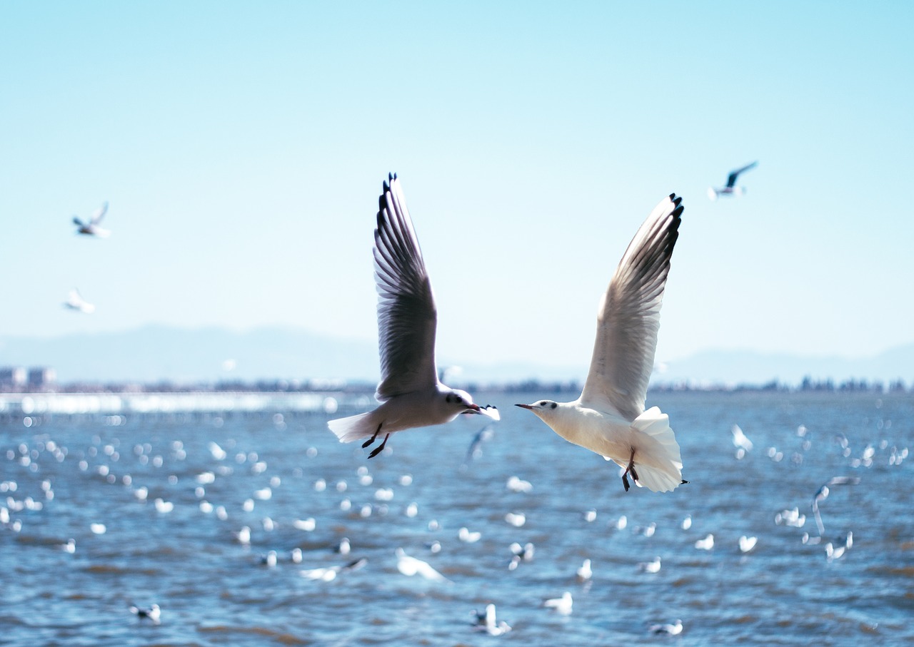 seagull natural birds free photo