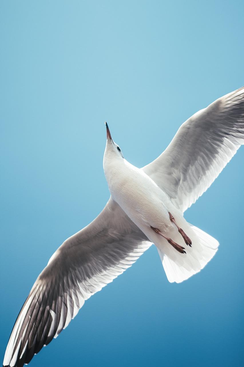 seagull natural birds free photo