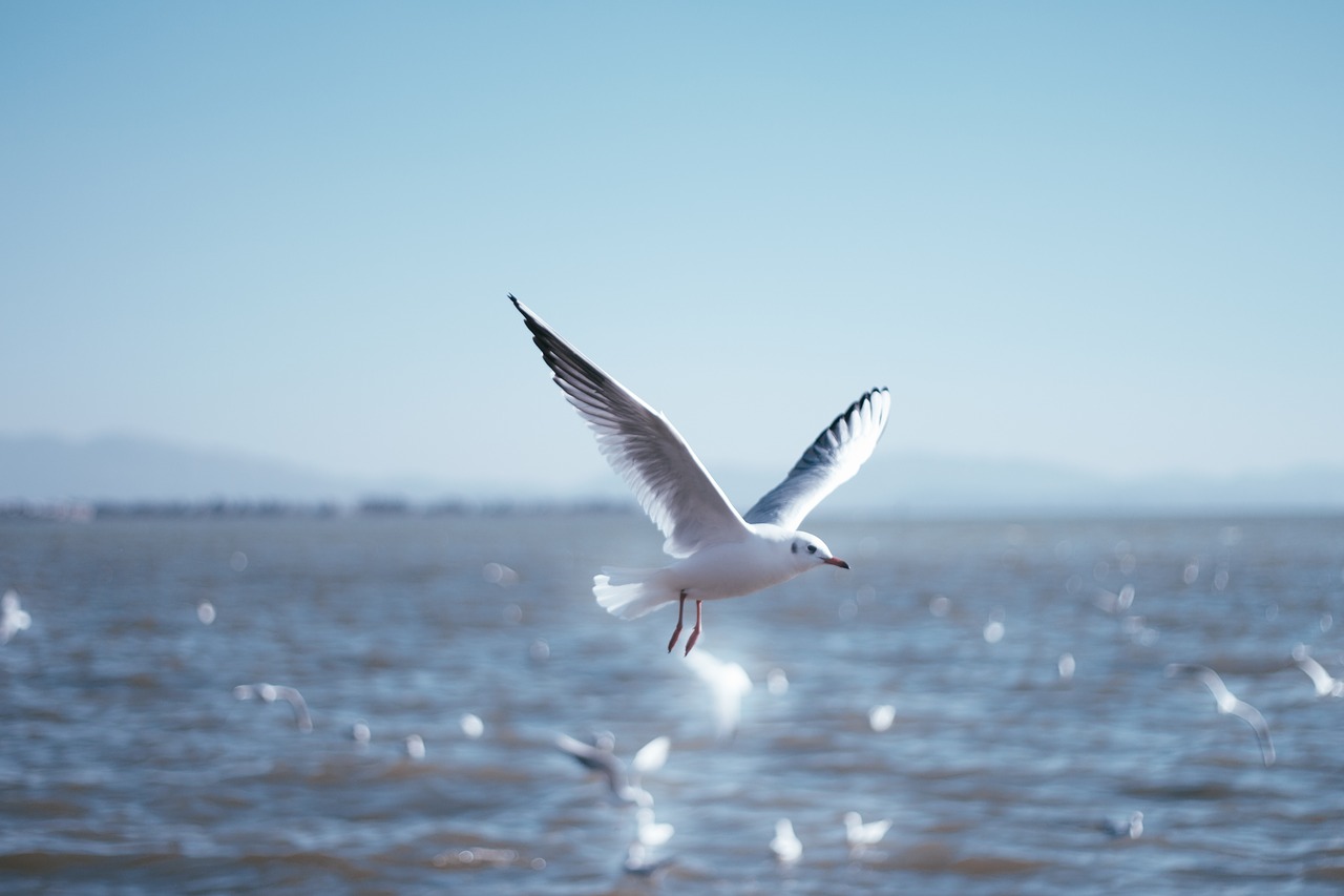 seagull natural birds free photo