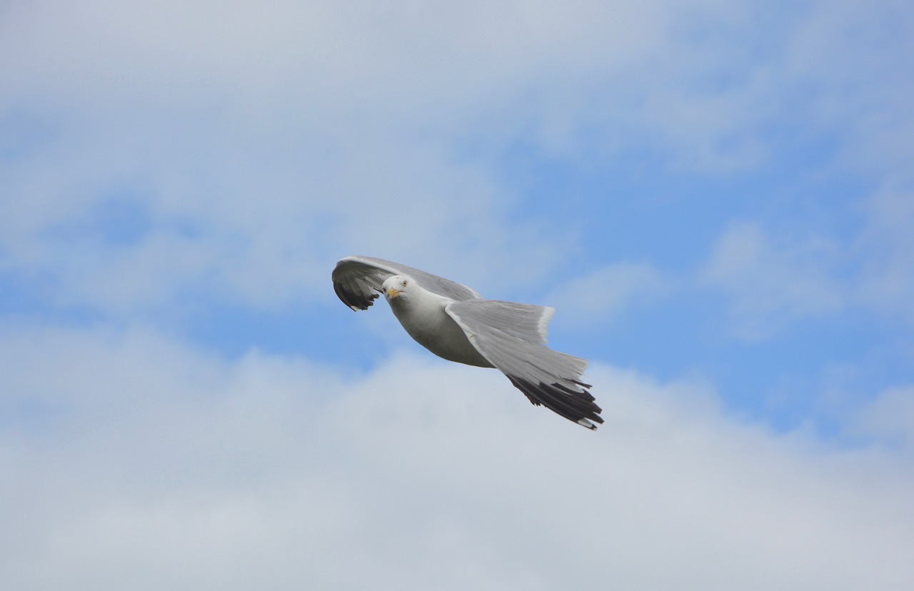 seagull gulls seabird free photo