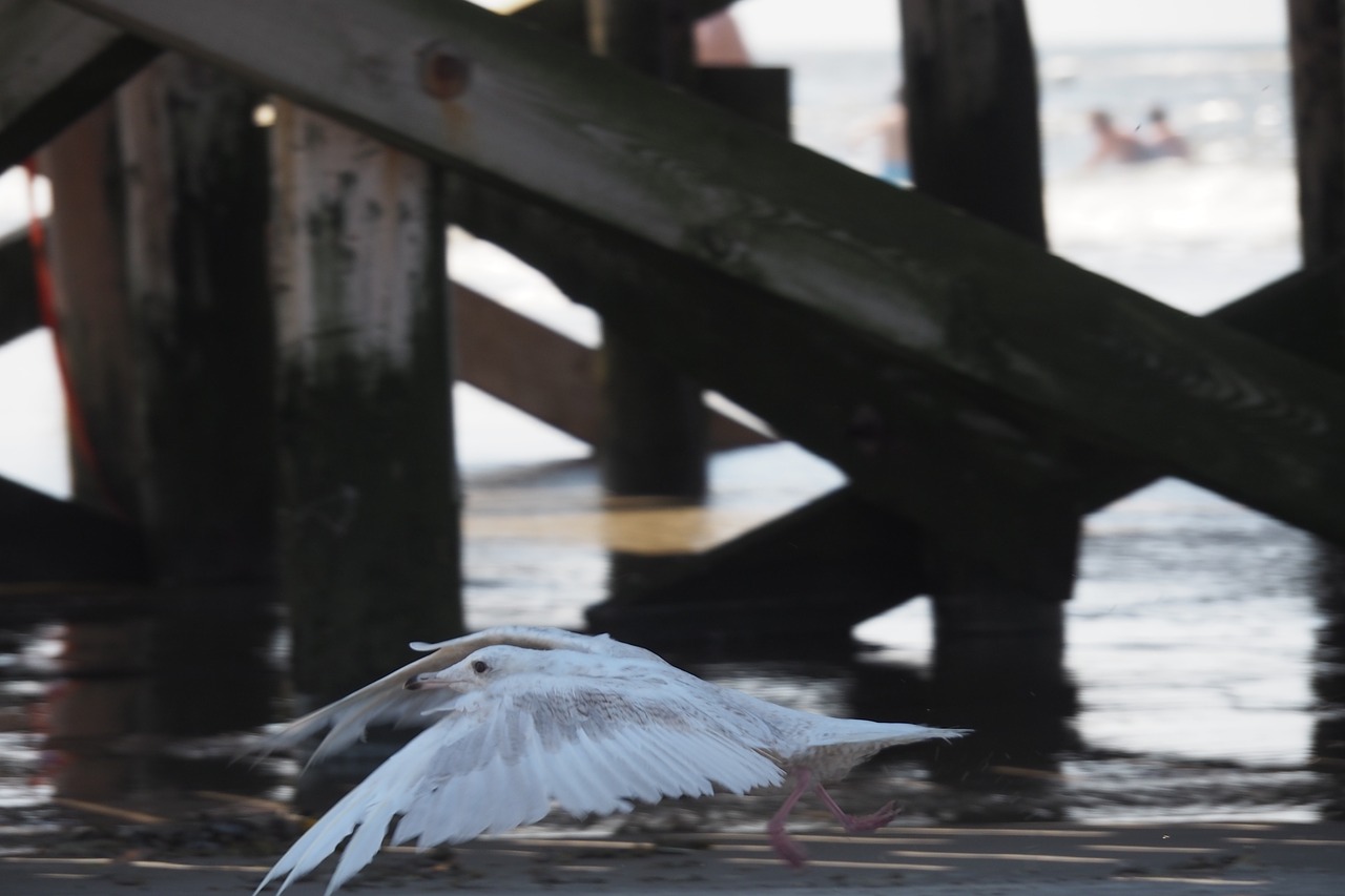 seagull fly seevogel free photo