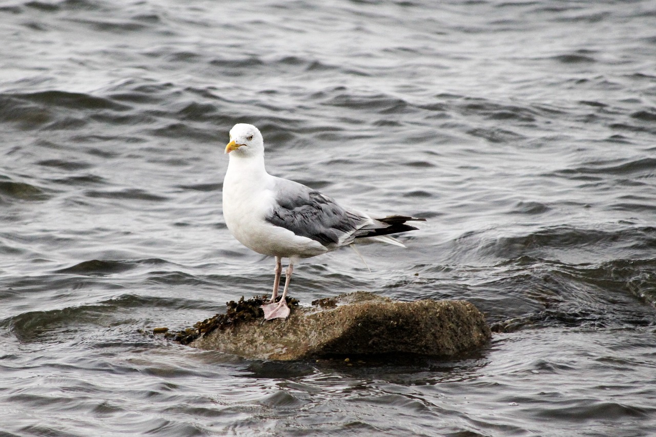 seagull bird ocean free photo