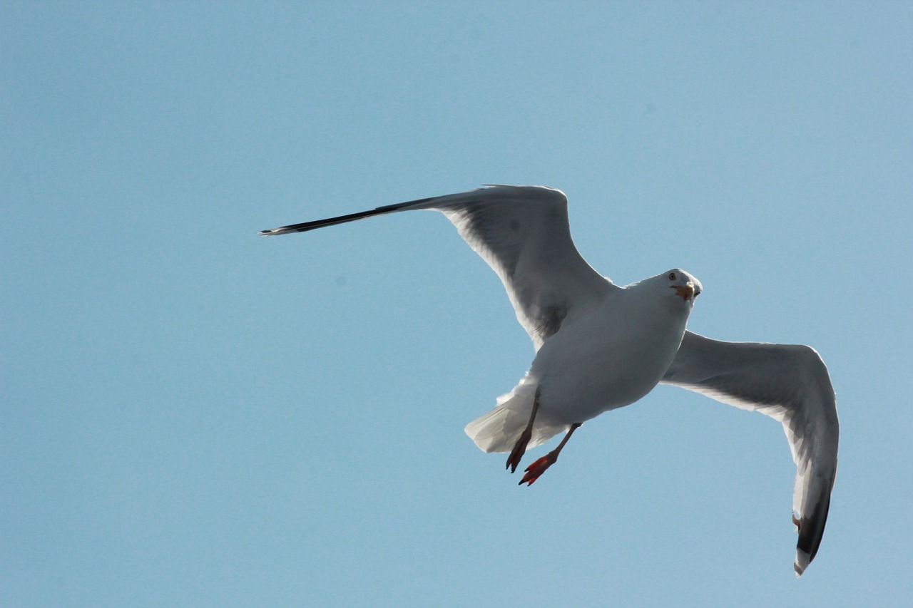 seagull sea water free photo