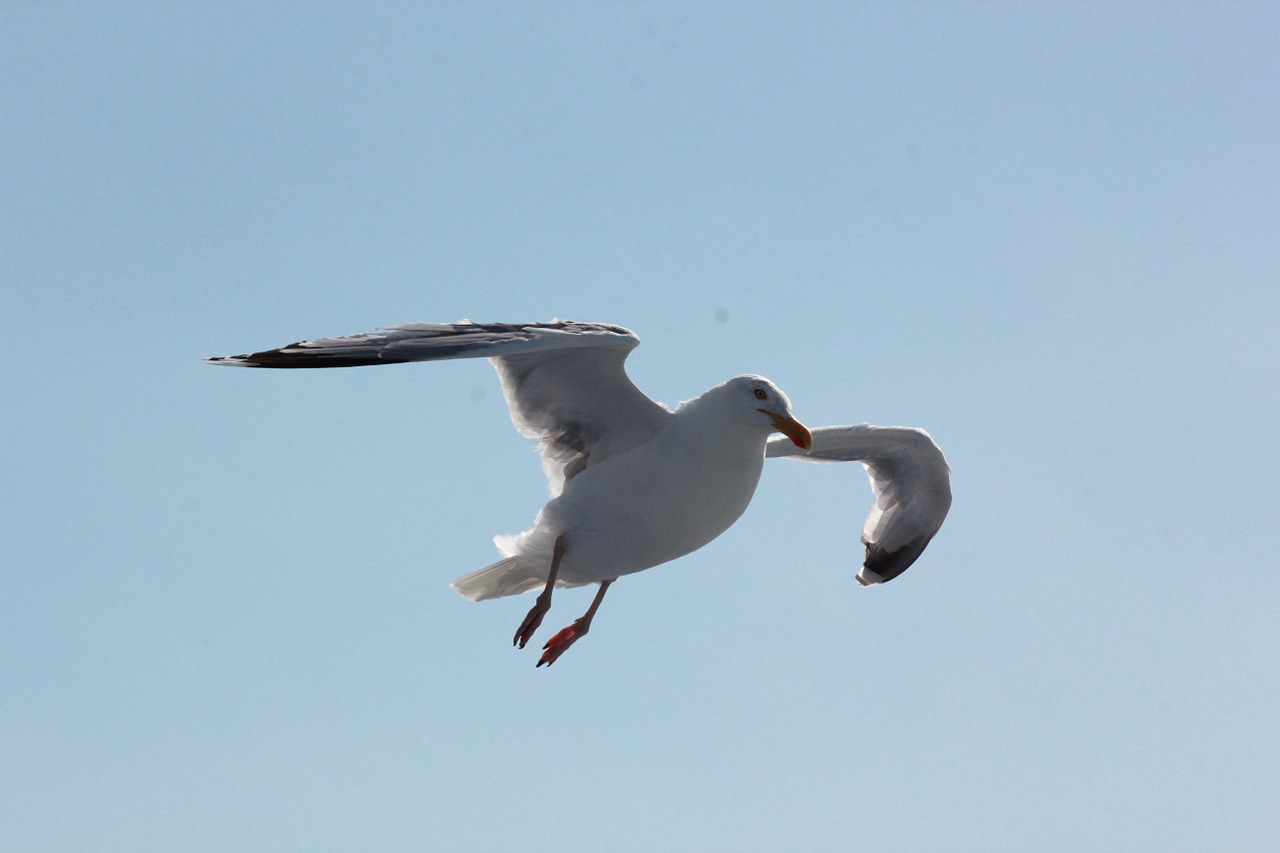seagull sea water free photo