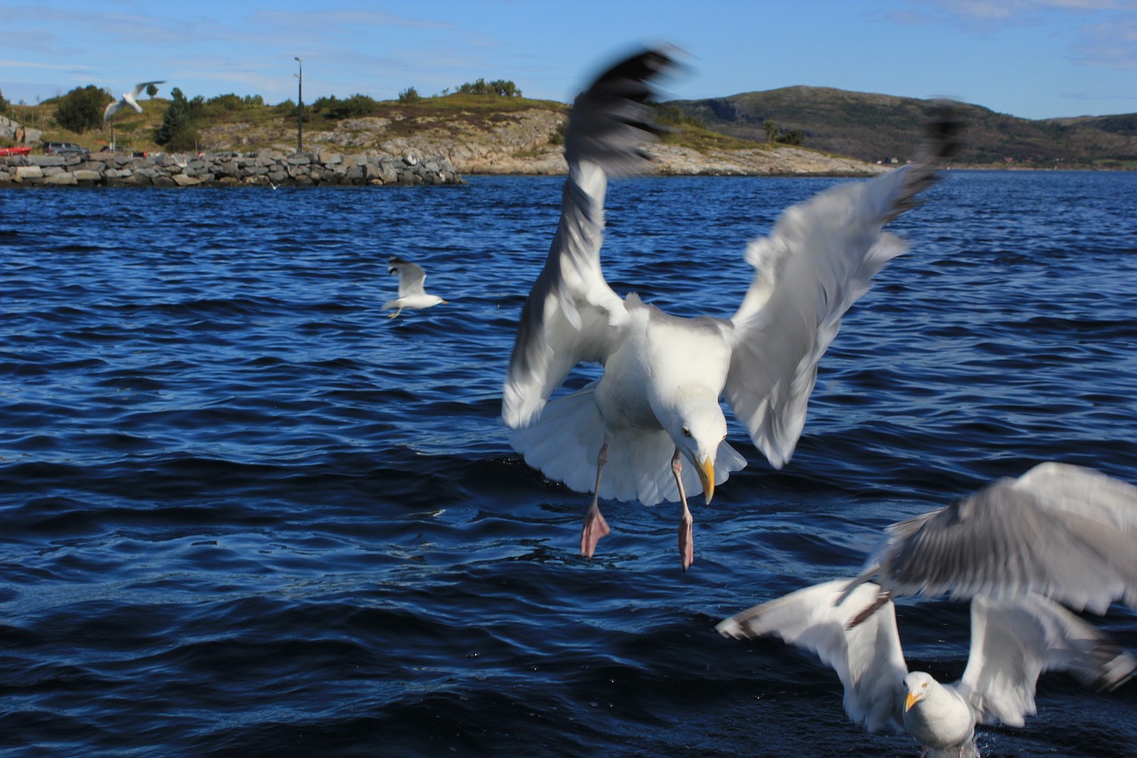 seagull sea water free photo