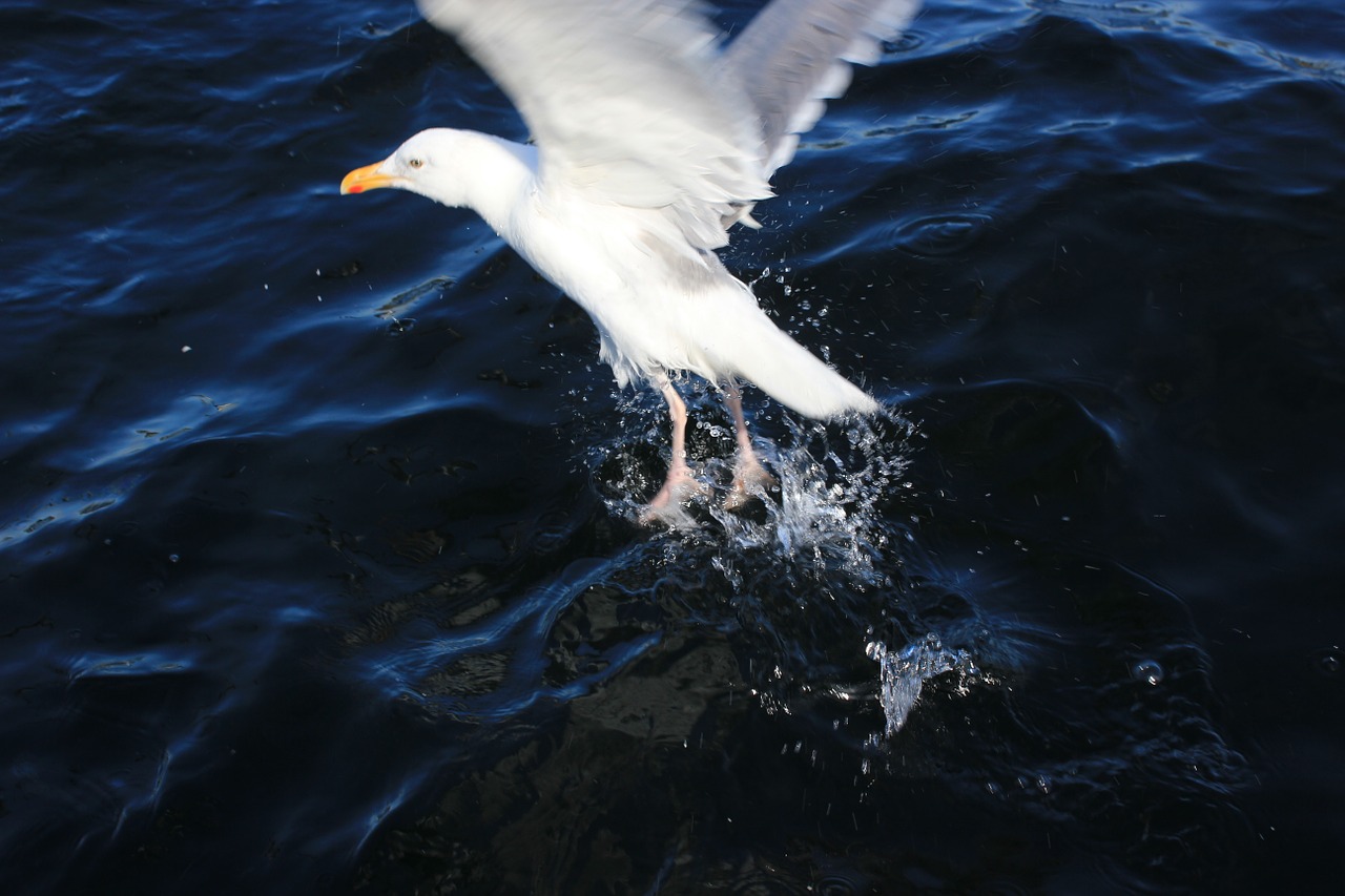 seagull sea water free photo