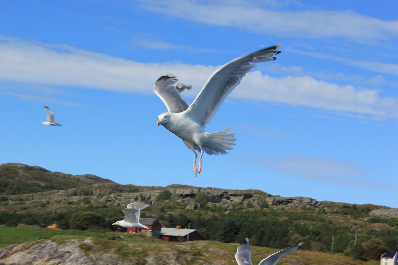 seagull sea water free photo