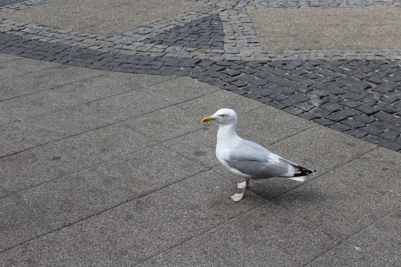 seagull bird sea ​​birds free photo