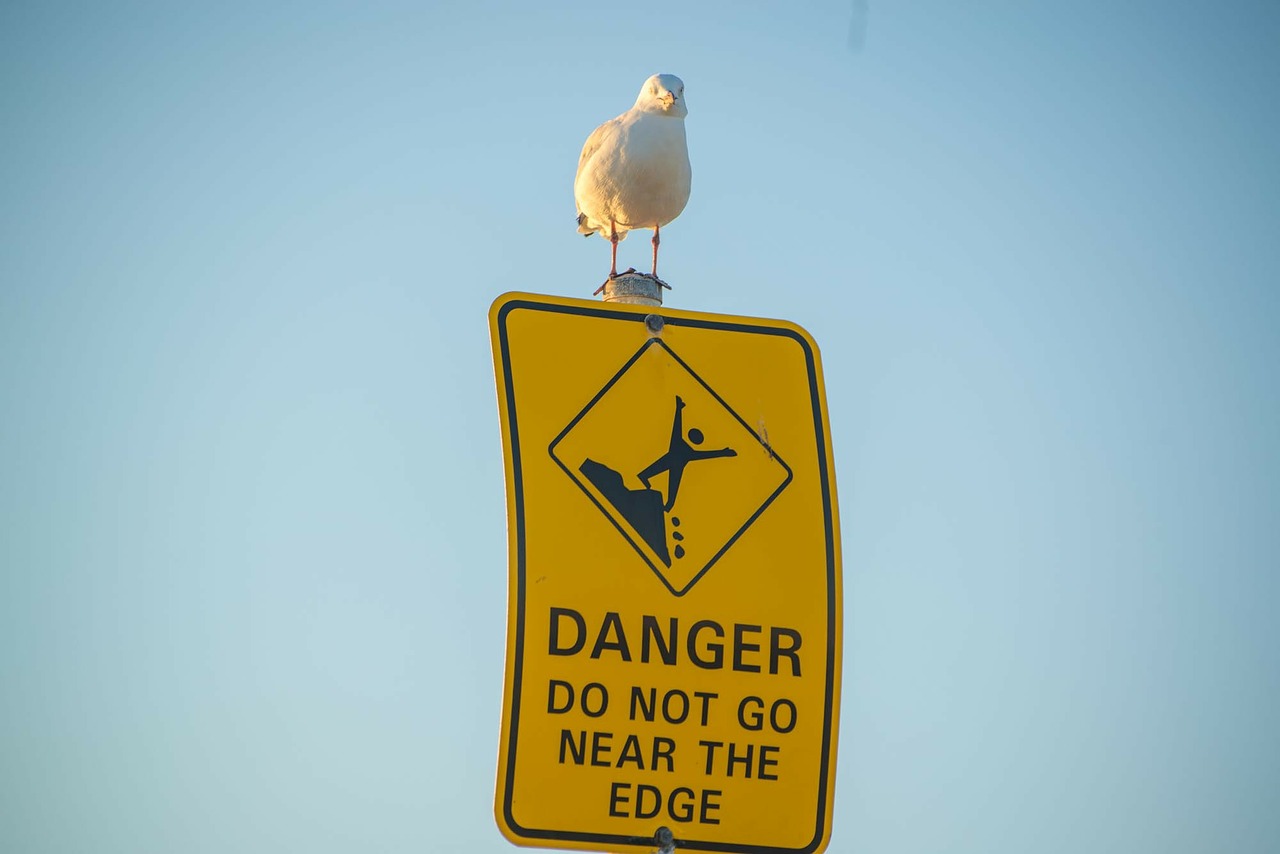 seagull bird gull free photo