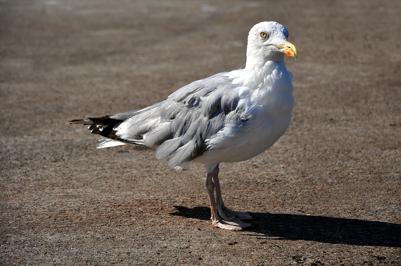 seagull old the baltic sea free photo