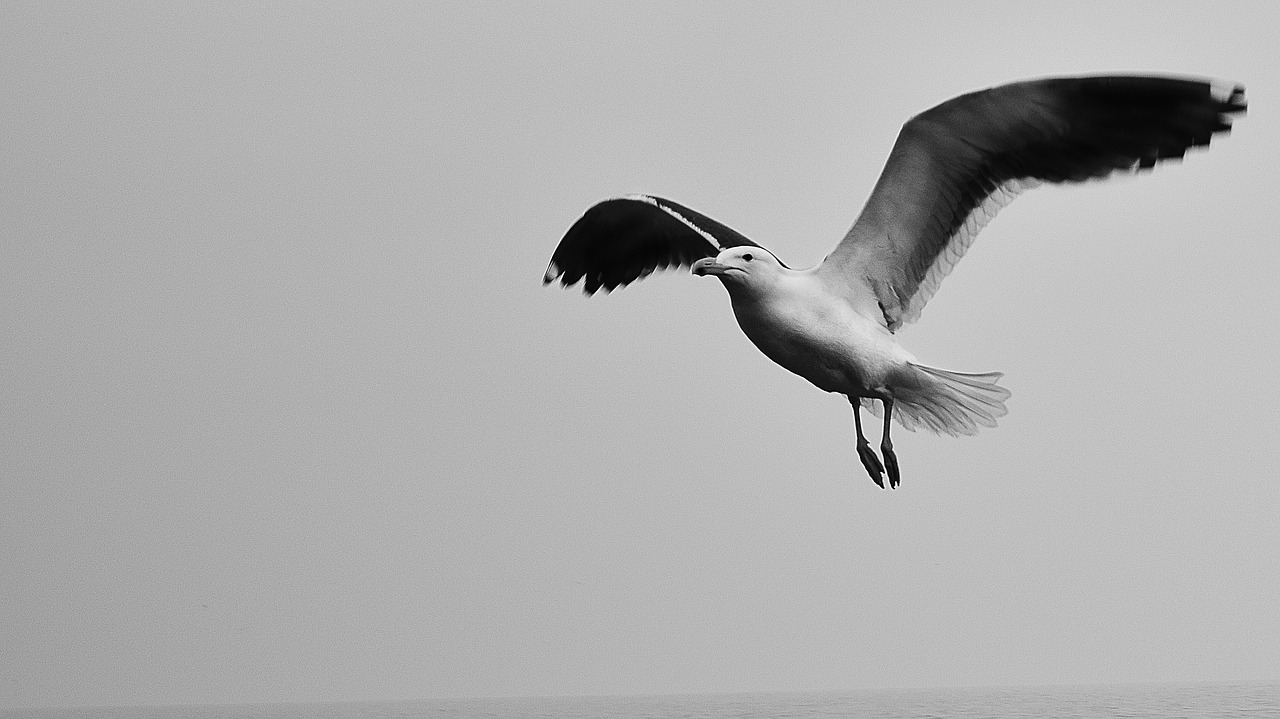 seagull sky black and white free photo