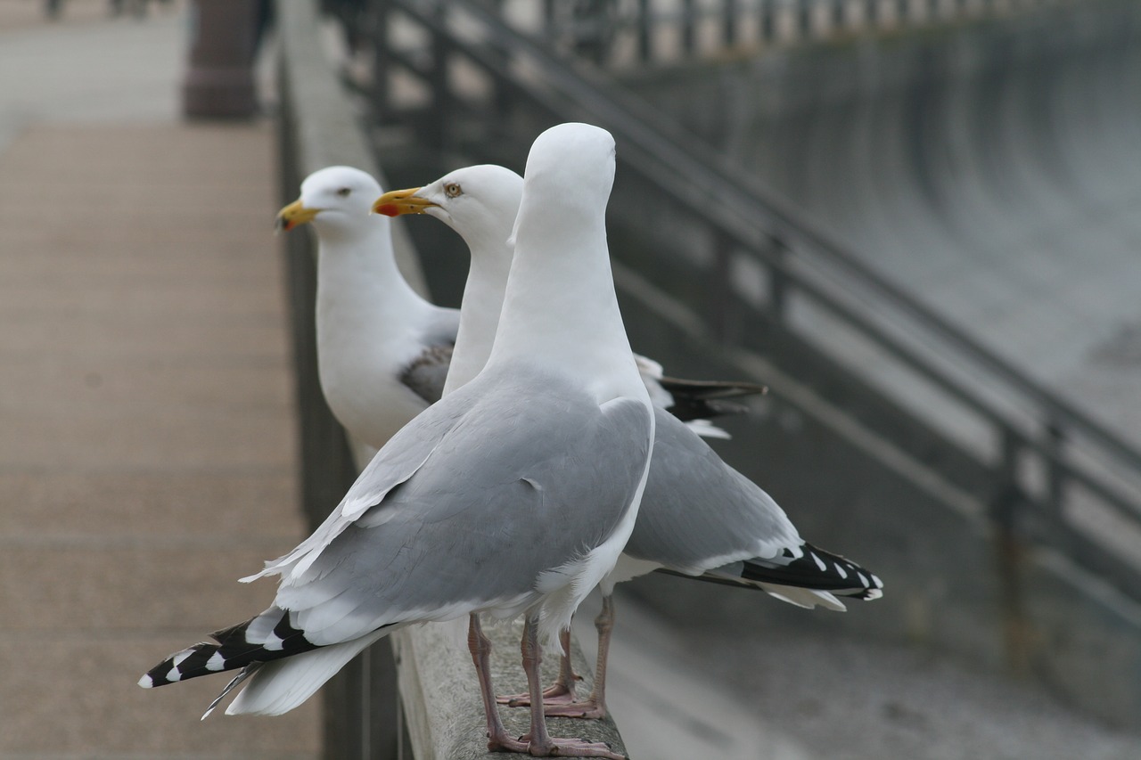 seagull birds nature free photo