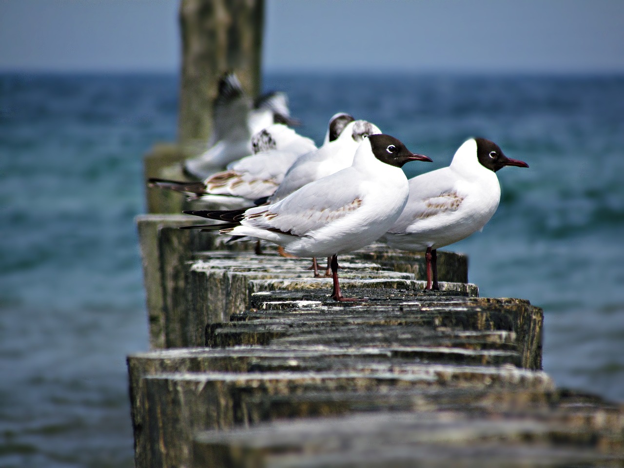 seagull sea the seagulls free photo