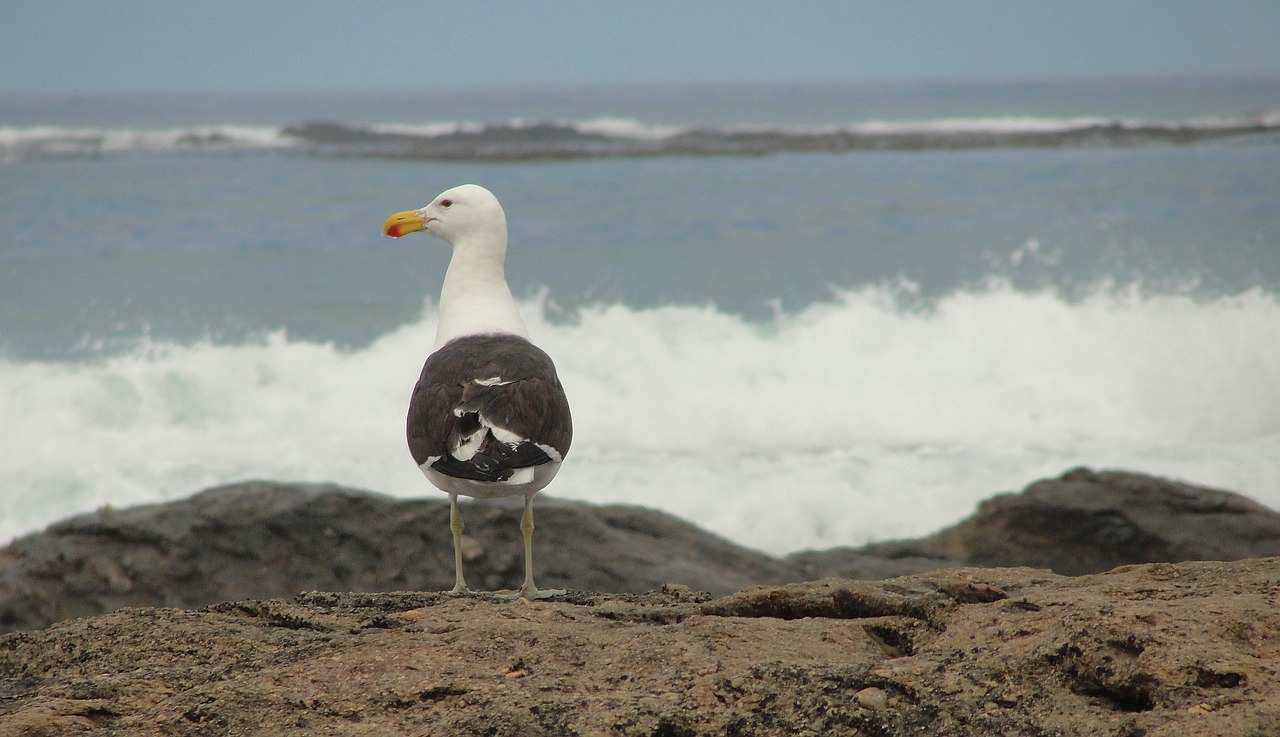 seagull bird beach free photo