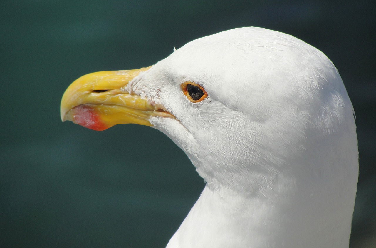 seagull close-up bird free photo