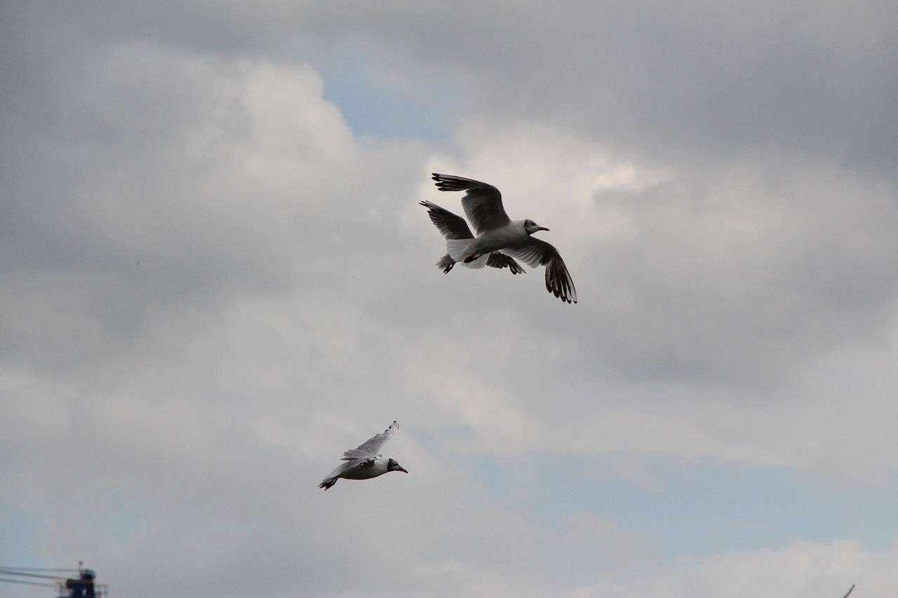 seagull gulls birds free photo