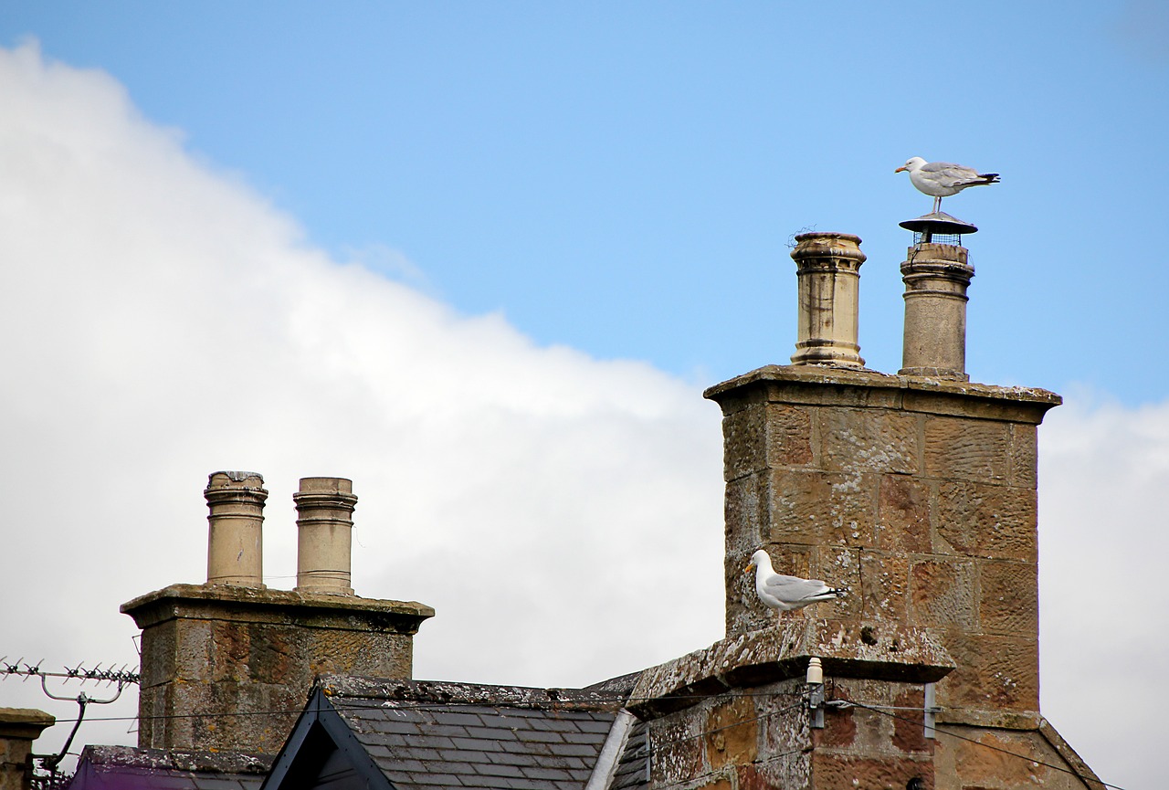 seagull chimney roof free photo