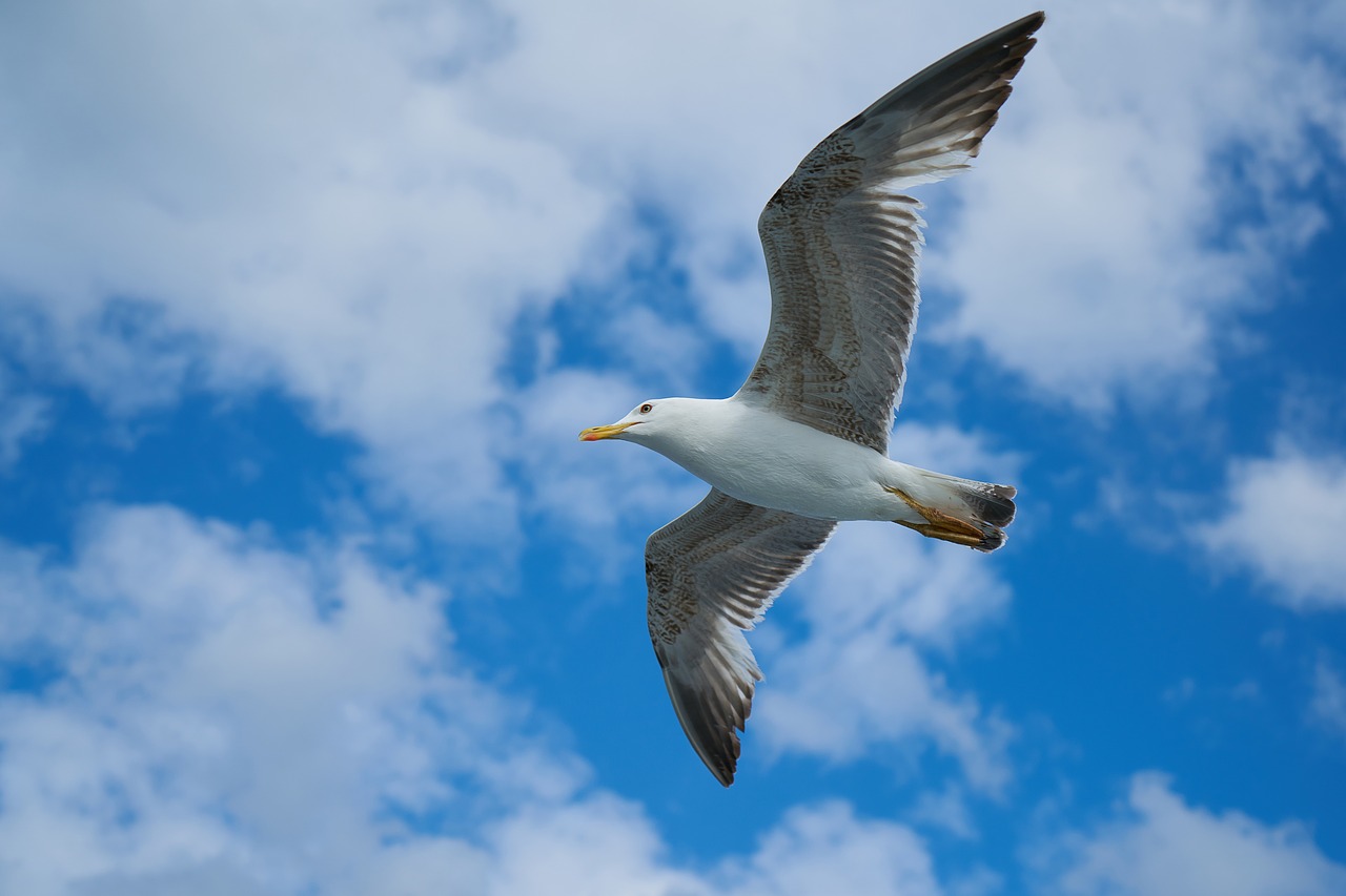 seagull bird birds free photo